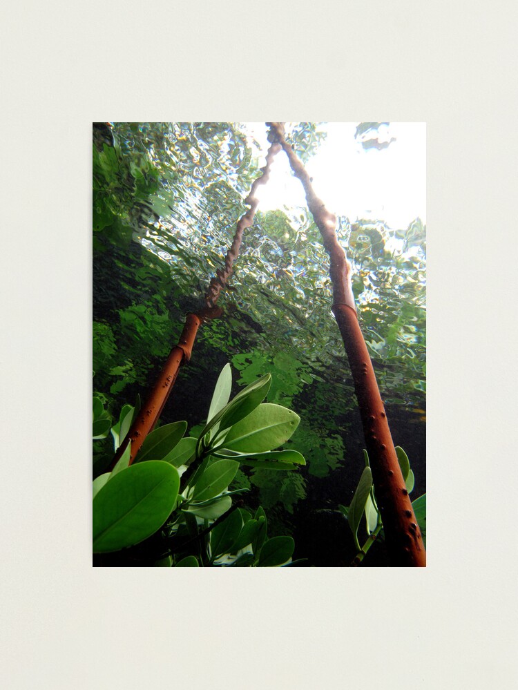 Alternate view of A-frame in Mangrove Photographic Print