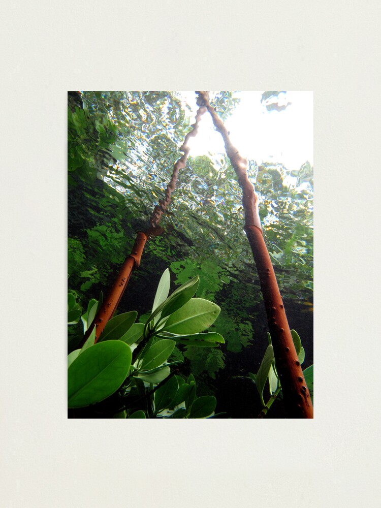 Alternate view of A-frame in Mangrove Photographic Print