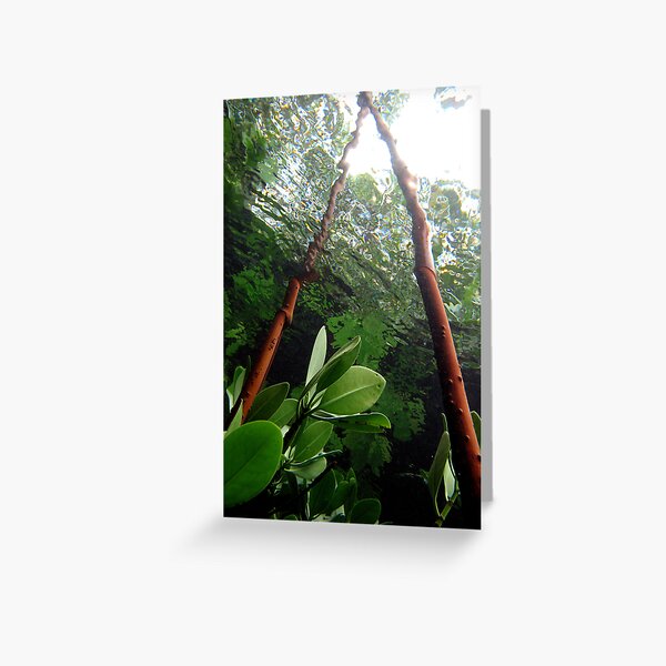 A-frame in Mangrove Greeting Card