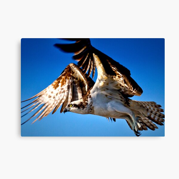 Osprey in Flight Canvas Print
