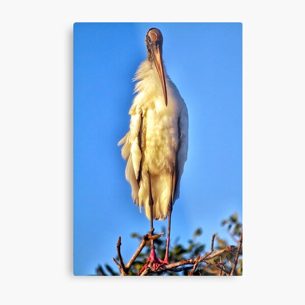 Wood Stork Chick Metal Print