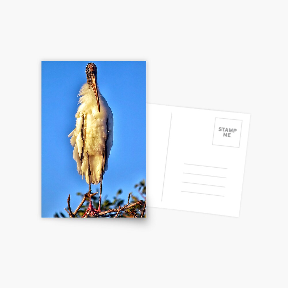 Wood Stork Chick Postcard