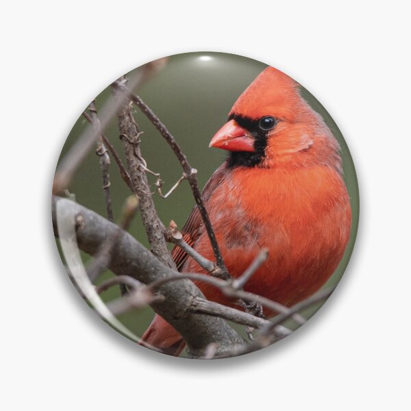 Item preview, Male cardinal perched on branches designed and sold by DaveM7054.