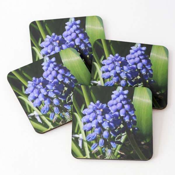 Item preview, Baby Blues - Grape Hyacinths designed and sold by BlueMidnight.