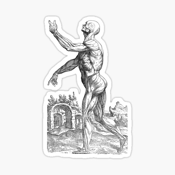Aperçu de l'œuvre Anatomie de la musculature créée et vendue par Reethes.
