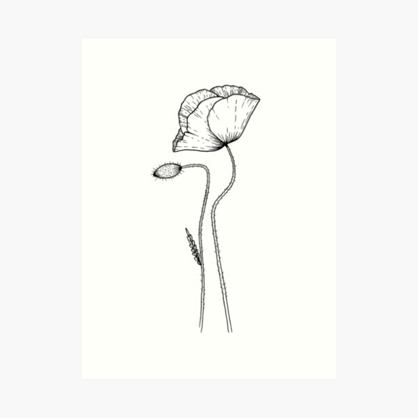 Poppies Art Print