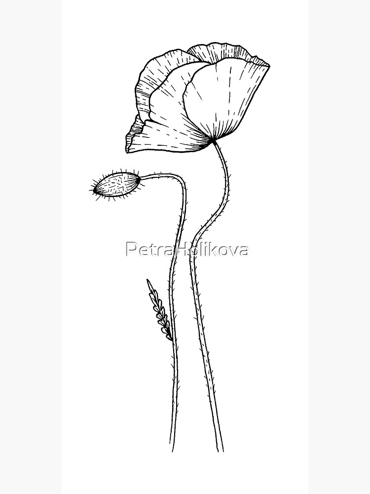 Poppies by PetraHolikova