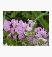 Wild Garlic Blossoms, Prairie Onion - Pinks Photographic Print