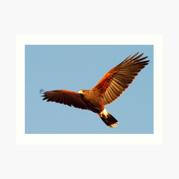 Harris' Hawk Art Print