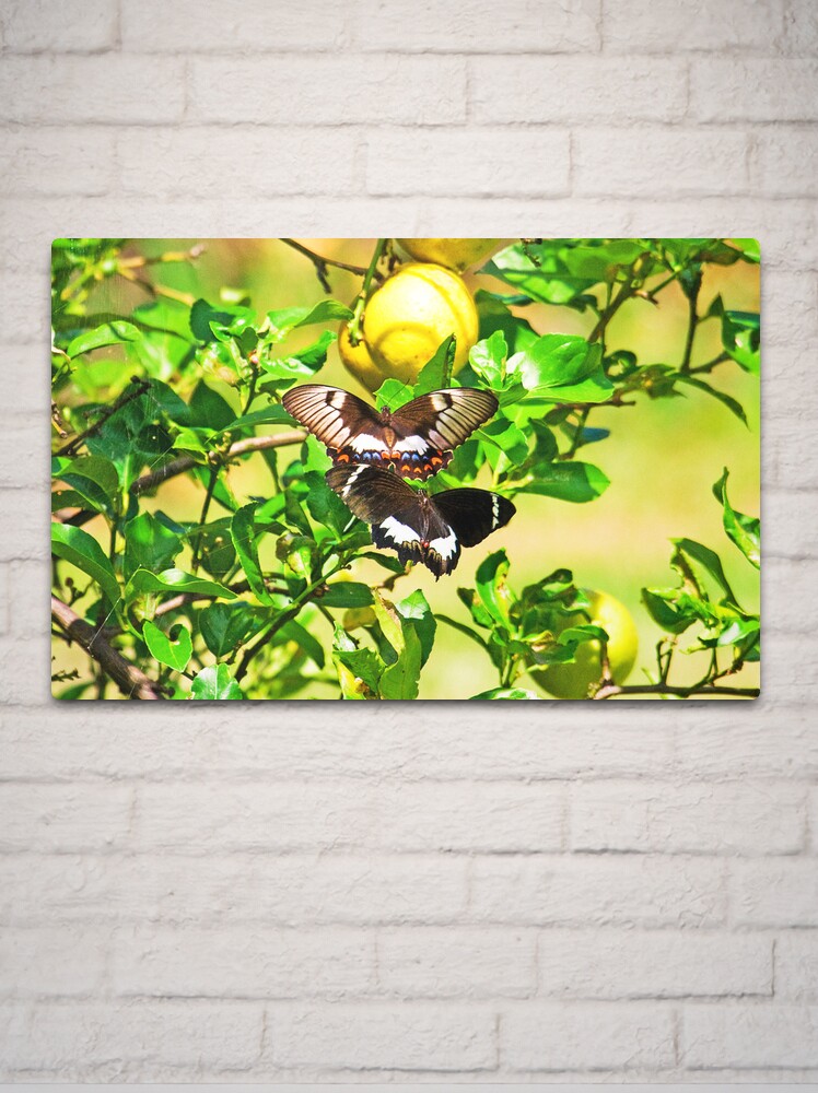 Thumbnail 2 of 4, Metal Print, Orchard Swallowtail Butterflys on the wing designed and sold by Richard Windeyer.