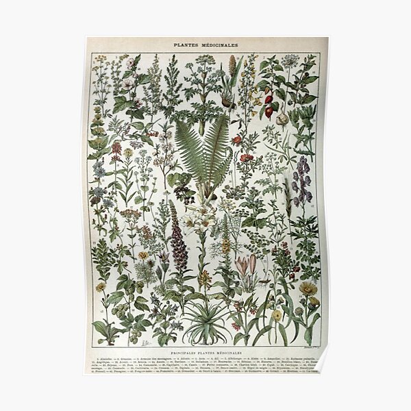 vintage plants poster Poster