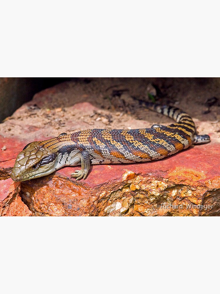Baby Bluetongue Lizard by RICHARDW