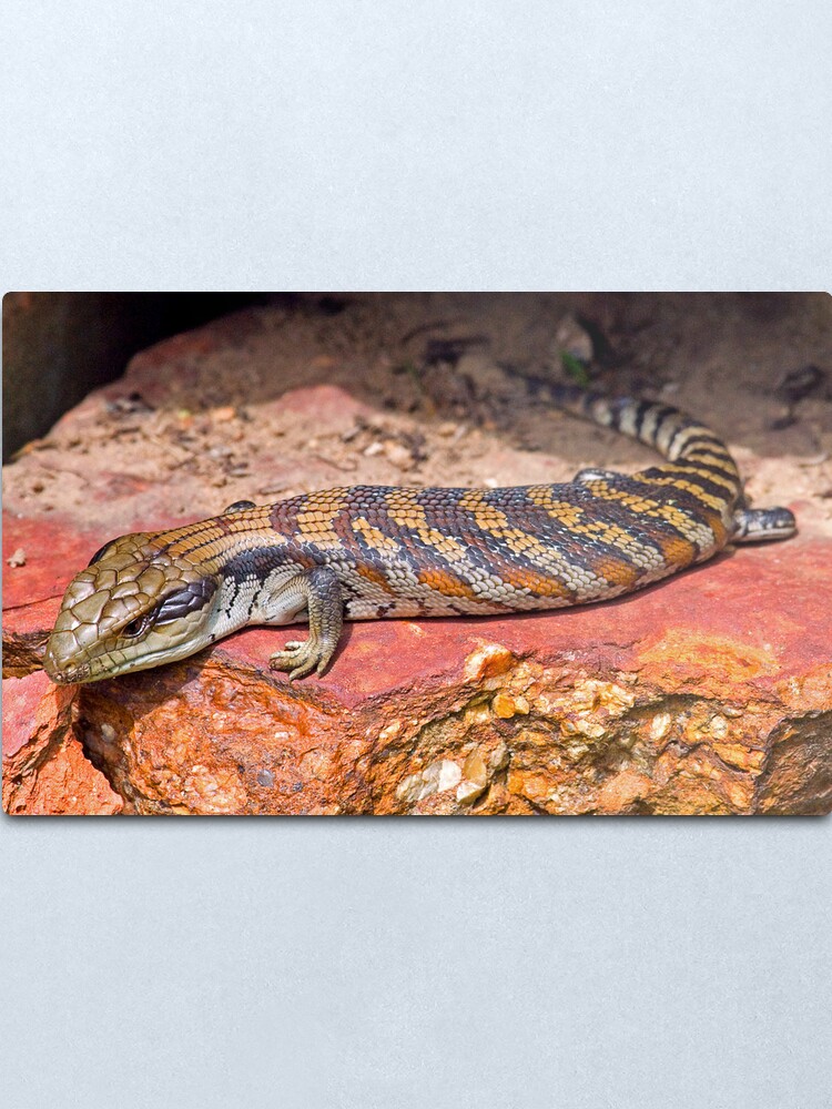 Alternate view of Baby Bluetongue Lizard Metal Print