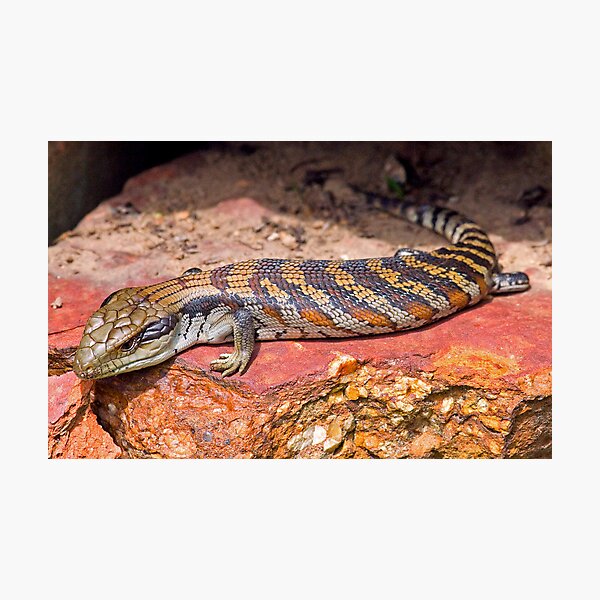 Baby Bluetongue Lizard Photographic Print