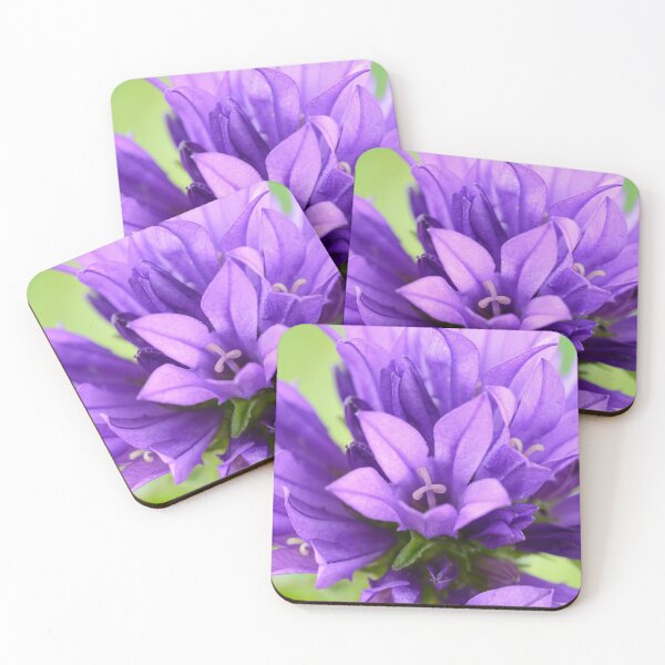 Item preview, Campanula glomerata  Clustered bellflower  designed and sold by Chris Burrows.
