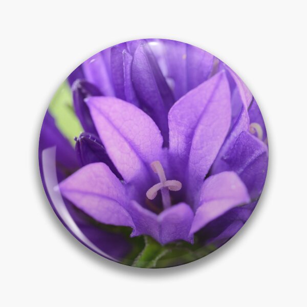 Item preview, Campanula glomerata  Clustered bellflower  designed and sold by Chris Burrows.