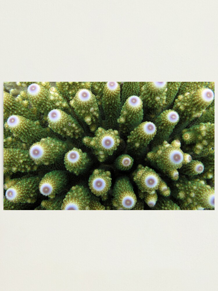 Alternate view of Humility Photographic Print