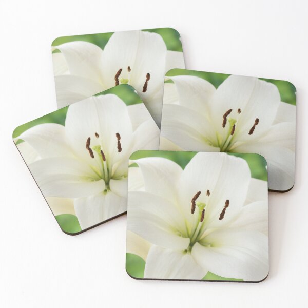 Item preview, Lilium  'Blizzard'  Asiatic lily  syn. Lilium  Apollo  designed and sold by Chris Burrows.