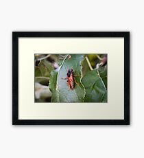 Insect Framed Print