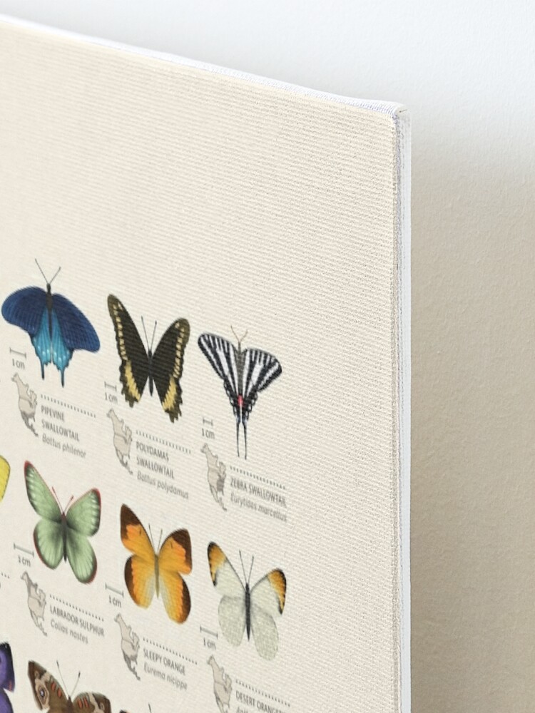 Alternate view of Butterflies of North America Mounted Print
