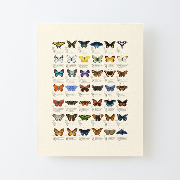 Butterflies of North America Canvas Mounted Print