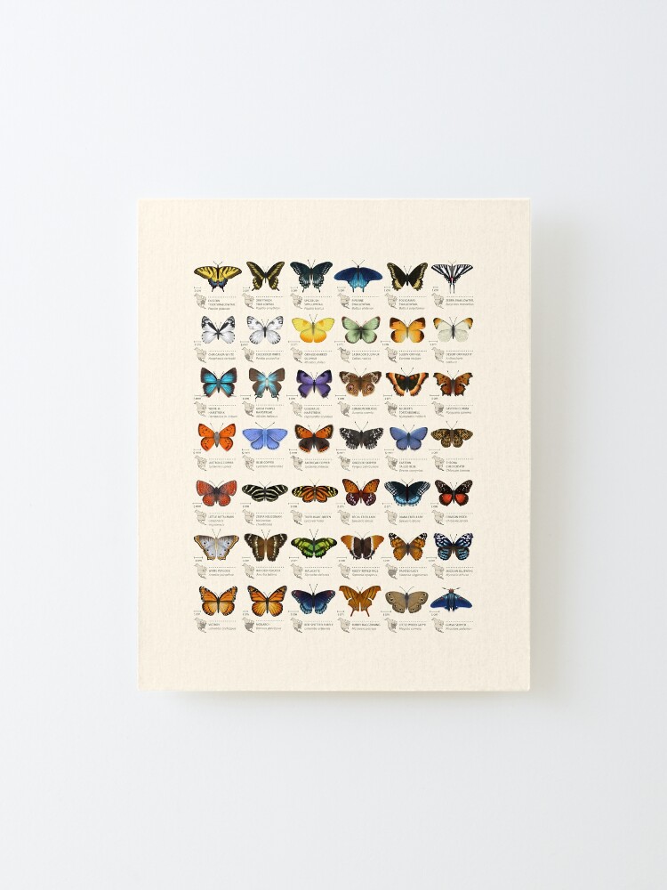 Alternate view of Butterflies of North America Mounted Print