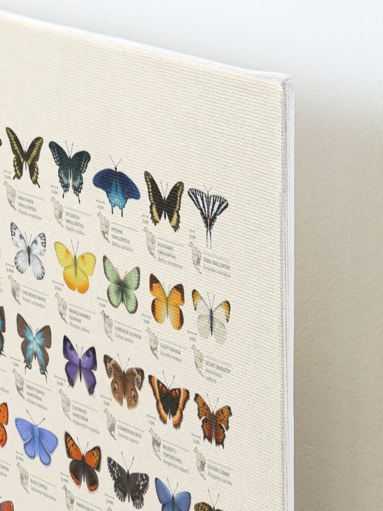 Alternate view of Butterflies of North America Mounted Print