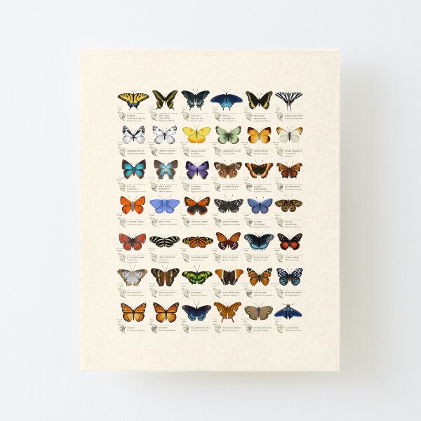 Butterflies of North America Canvas Mounted Print