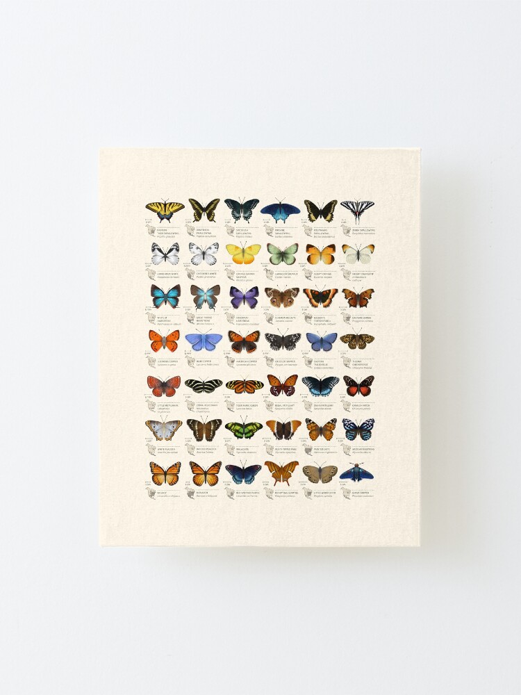 Alternate view of Butterflies of North America Mounted Print