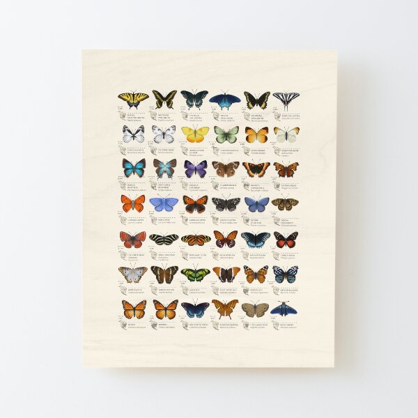 Butterflies of North America Wood Mounted Print