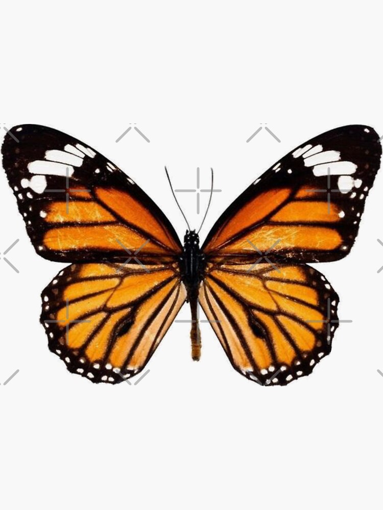"Monarch Butterfly" Sticker by closofly Redbubble