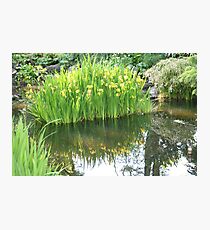 Daffodil Reflection at Fitzroy Gardens Photographic Print