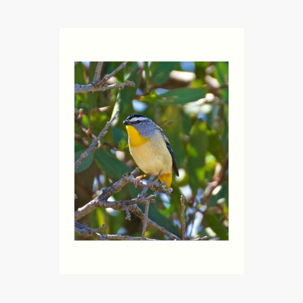 Spotted Pardalote Art Print