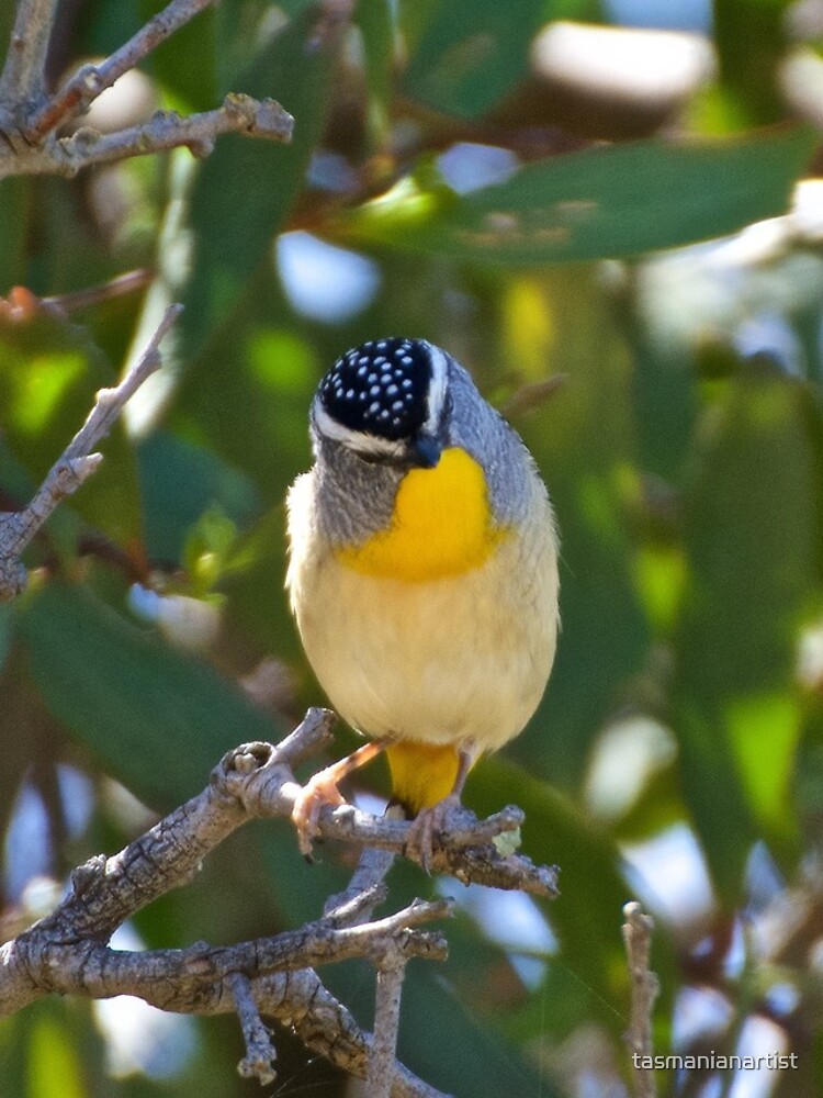 Thumbnail 4 of 4, iPhone Case, PARDALOTE ~ Spotted Pardalote gaHb8F7Y by David Irwin designed and sold by tasmanianartist.