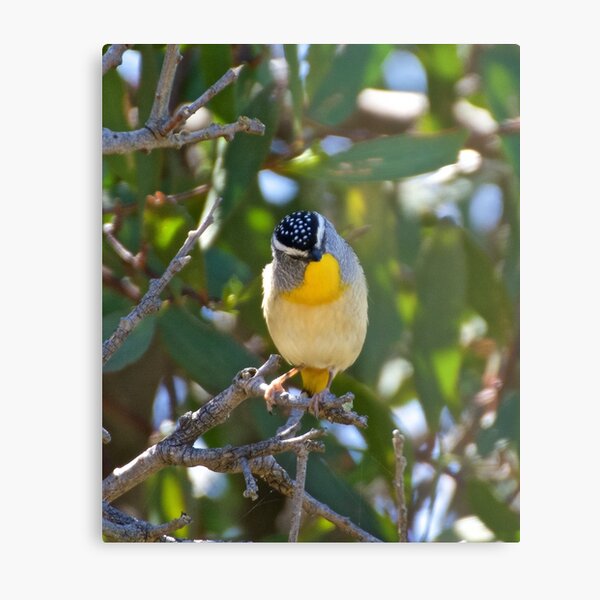 PARDALOTE ~ Spotted Pardalote gaHb8F7Y by David Irwin Metal Print
