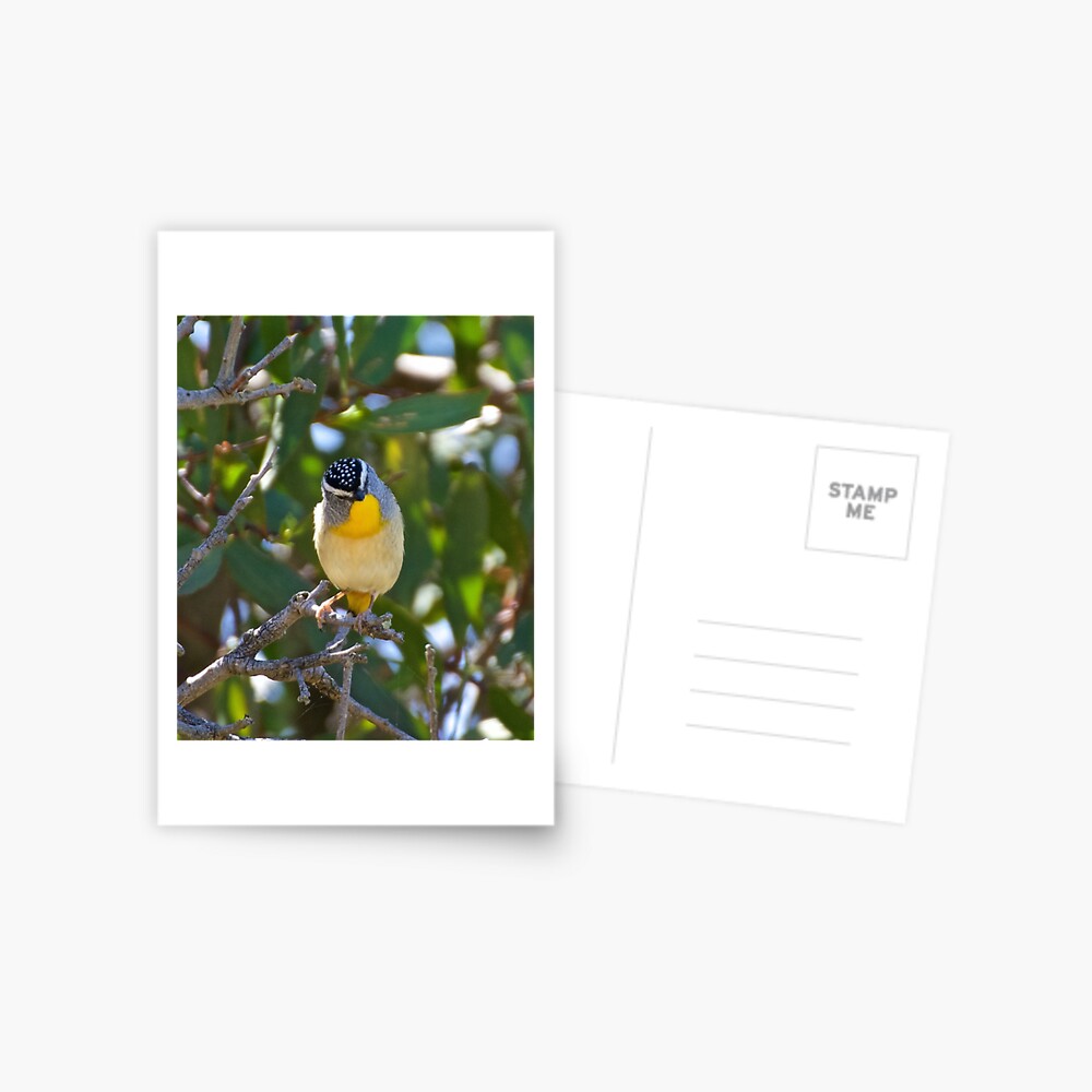 Item preview, Postcard designed and sold by tasmanianartist.