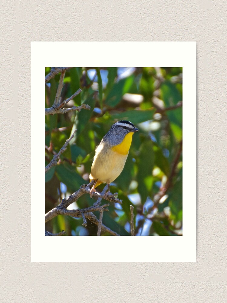 Thumbnail 2 of 3, Art Print, PARDALOTE ~ Spotted Pardalote KXgxtaBp by David Irwin designed and sold by tasmanianartist.