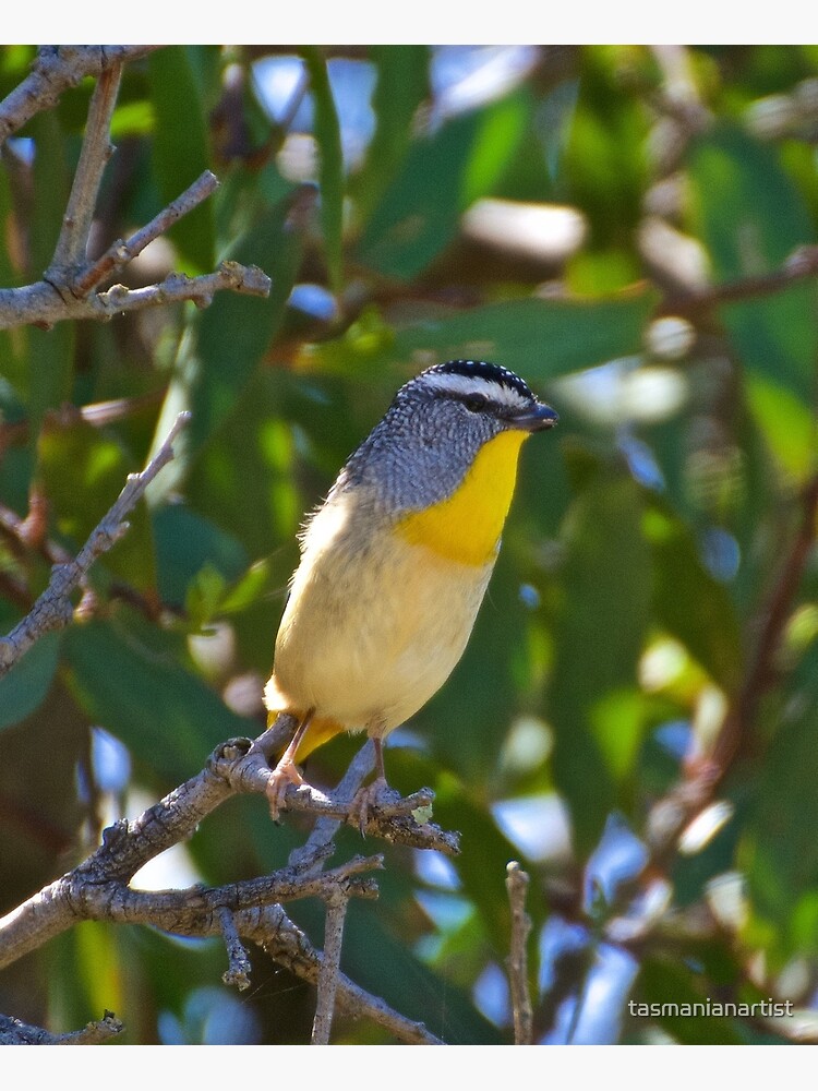 Thumbnail 3 of 3, Art Print, PARDALOTE ~ Spotted Pardalote KXgxtaBp by David Irwin designed and sold by tasmanianartist.