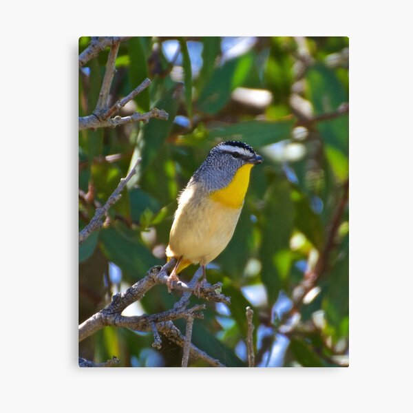 PARDALOTE ~ Spotted Pardalote KXgxtaBp by David Irwin Canvas Print