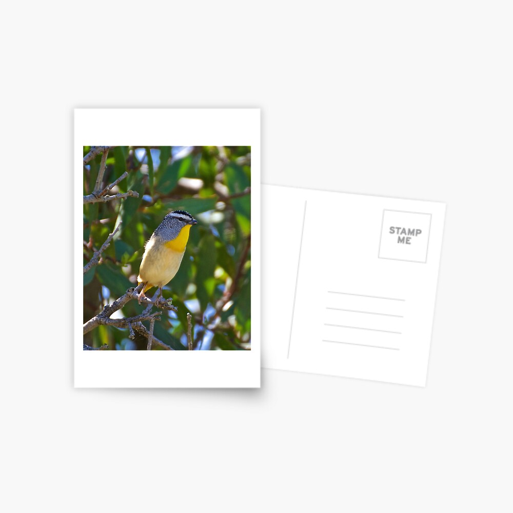 Item preview, Postcard designed and sold by tasmanianartist.