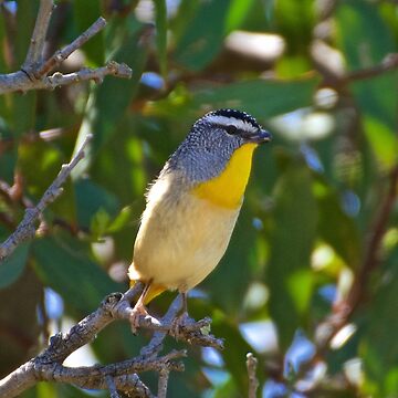 Artwork thumbnail, PARDALOTE ~ Spotted Pardalote KXgxtaBp by David Irwin by tasmanianartist