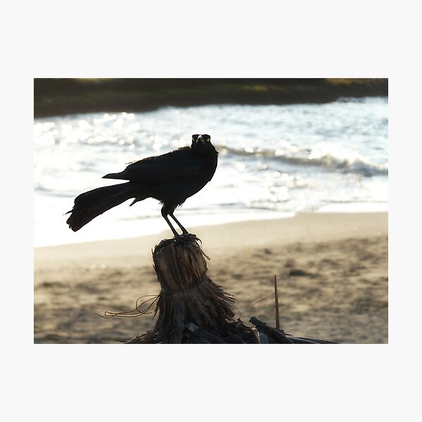Watching Photographic Print