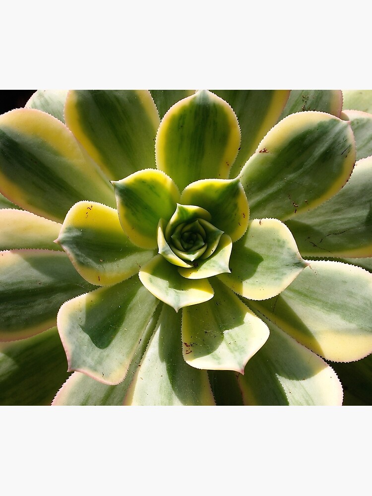 Echeveria In The Sun by douglasewelch