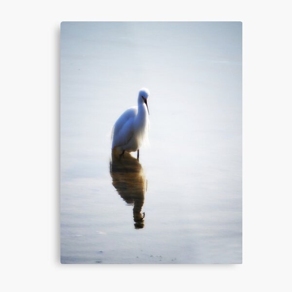 Snowy Egret Metal Print