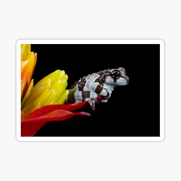 Amazon milk frog Sticker