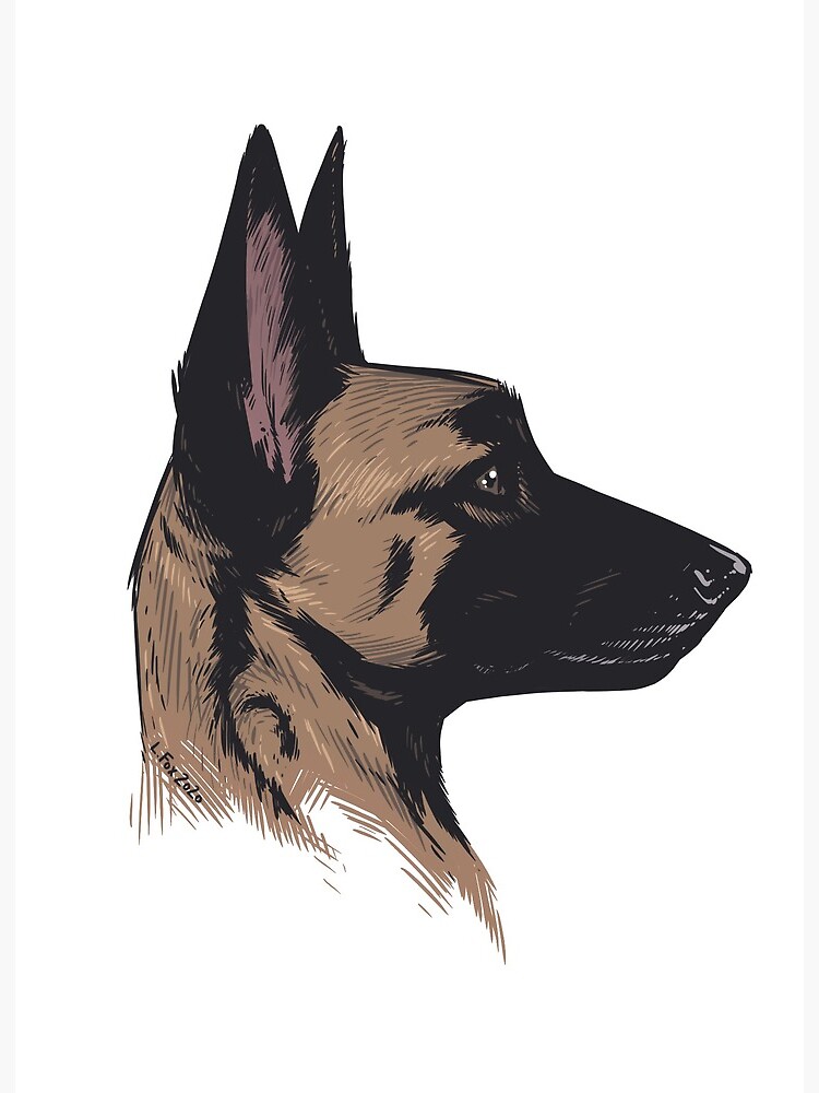 Belgian Malinois: Pet Profile