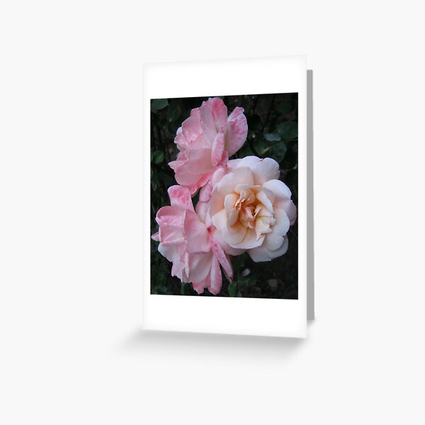 Roses From The Huntington Library Greeting Card