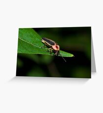 Lighting Bug Greeting Card