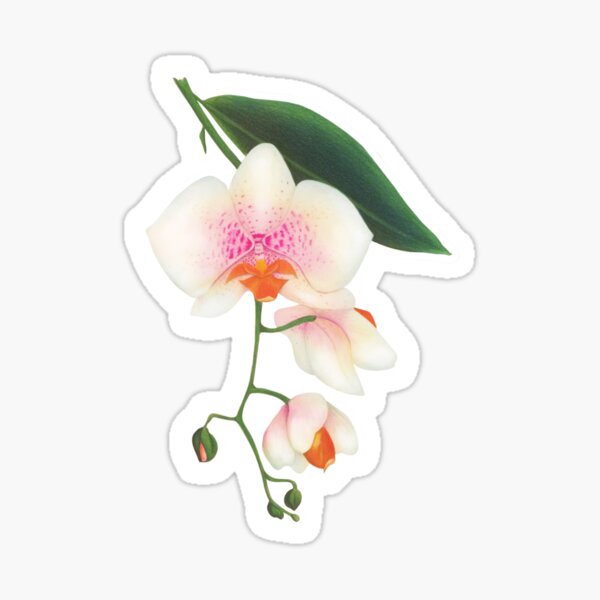 Orchid Sticker