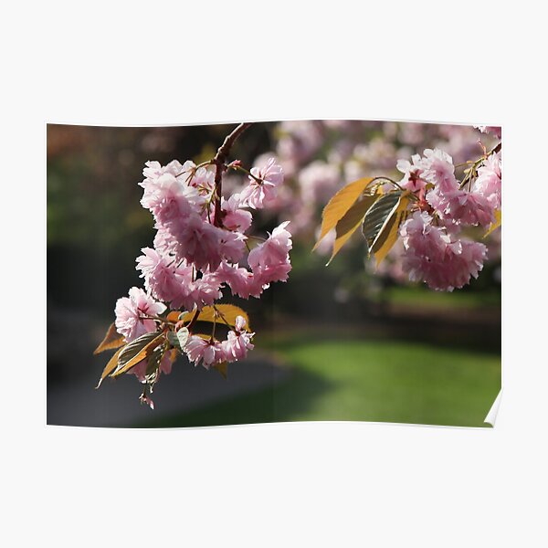 Pink Blossom Time Poster